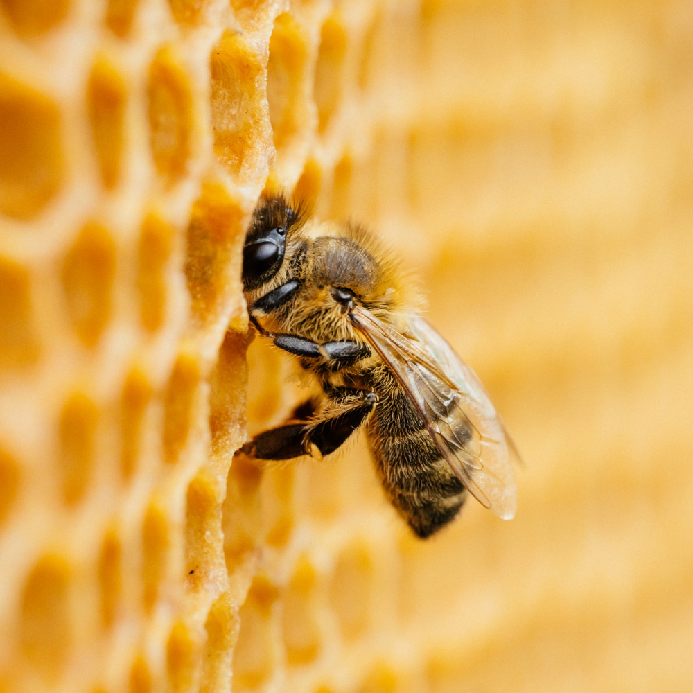 Včelí rojení – praktická dílna