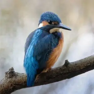 Ptačí parky - proč, kde a jak?