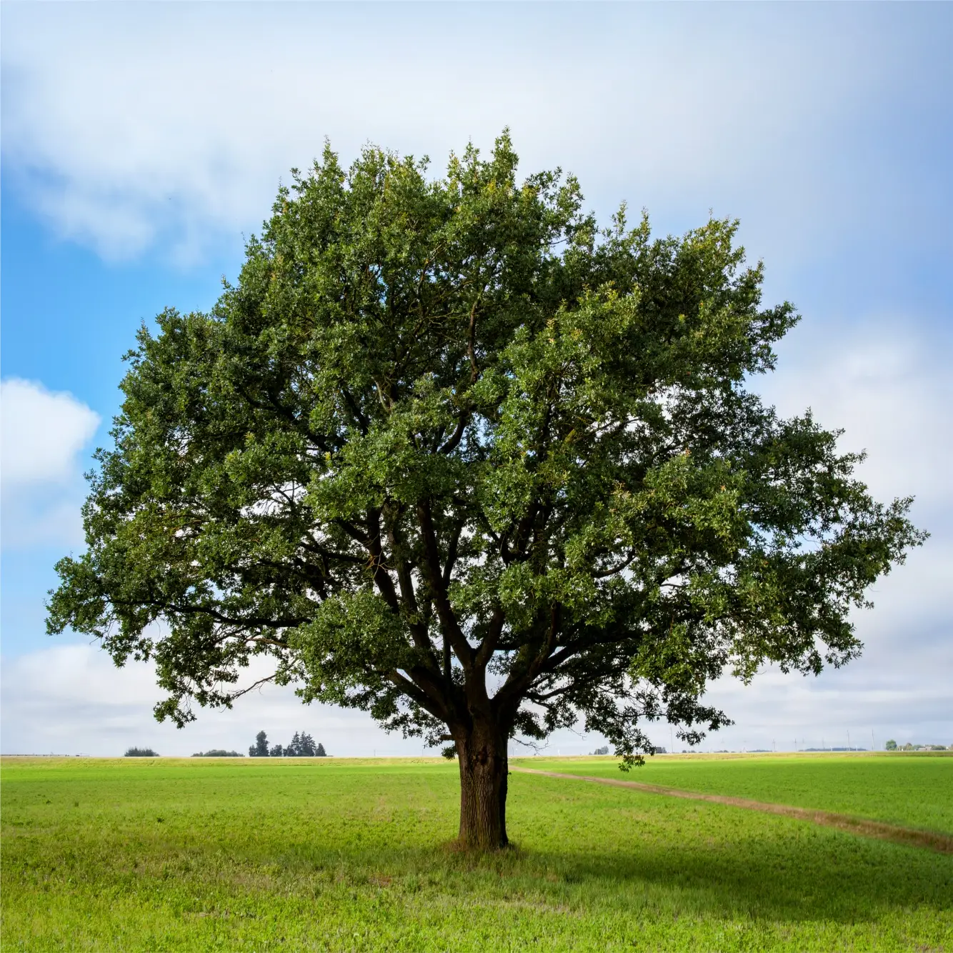 Zeměfest -  Zasaď strom, zasadíš naději!