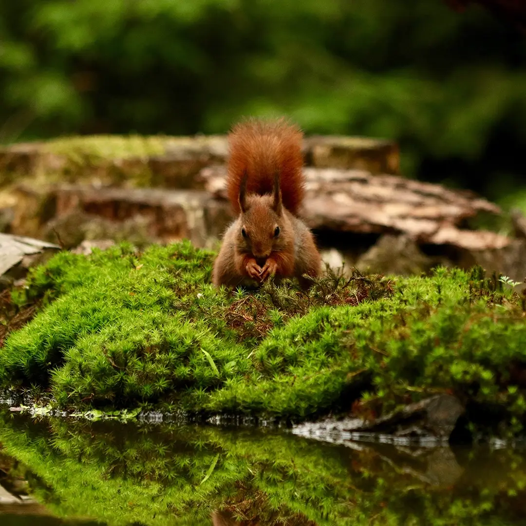 Les: Živý ekosystém