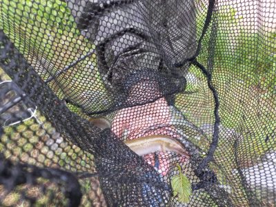 Rybáři - Příprava na národní kolo Zlaté udice