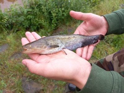 Rybáři - Příprava na národní kolo Zlaté udice